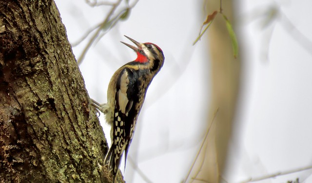 Red-naped Sapsucker Woodpecker.  (Sphyrapicus muchalis)