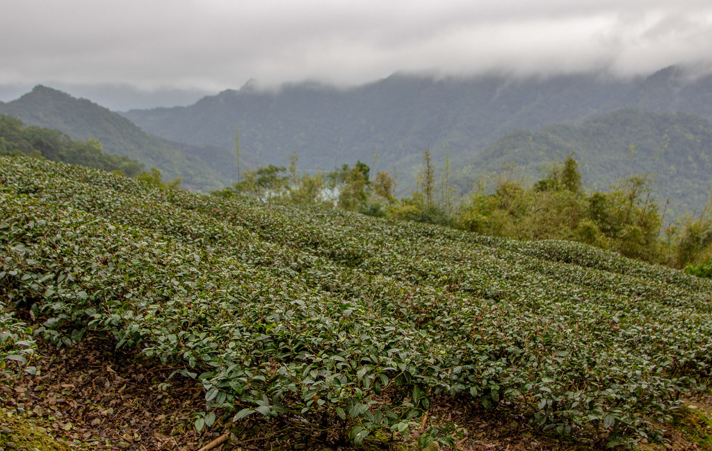 Green Tea Plantation in Taiwan