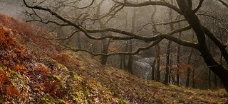 November morning, Mellte valley woods, study 7 (Explored)
