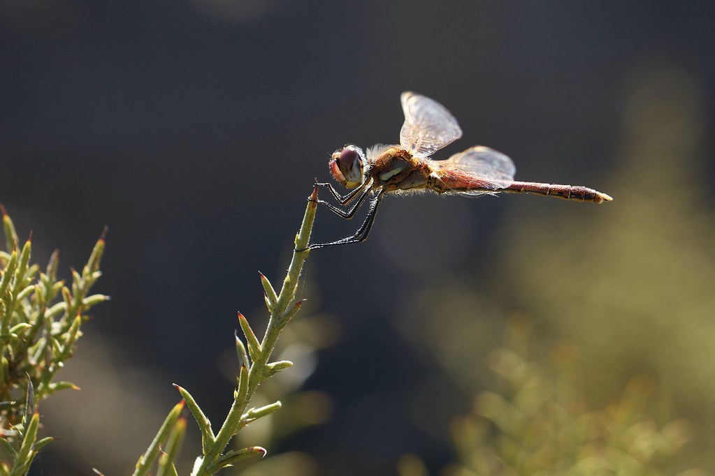 Sympetrum fronscolombii macho