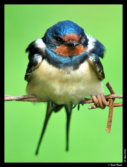 Barn swallow, Isola di Ventotene, Lazio, Italy.
