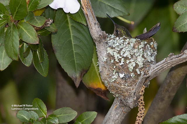 Scintillant Hummingbird female in nest