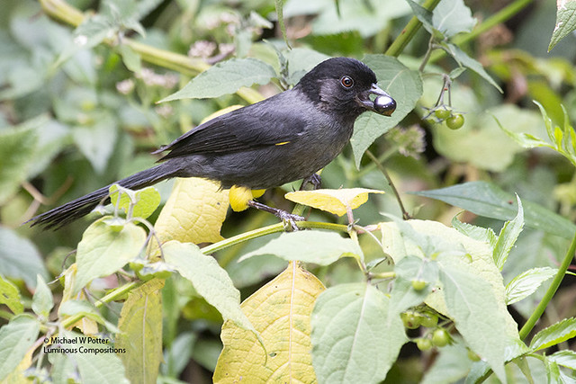 Yellow-thighed Brushfinch with berry