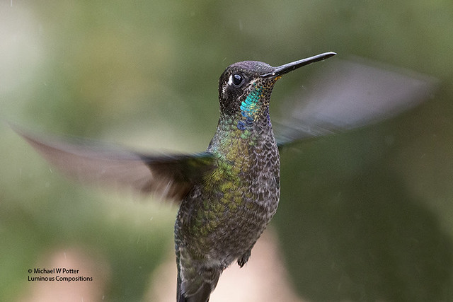 Talamanca Hummingbird male hovering in rain