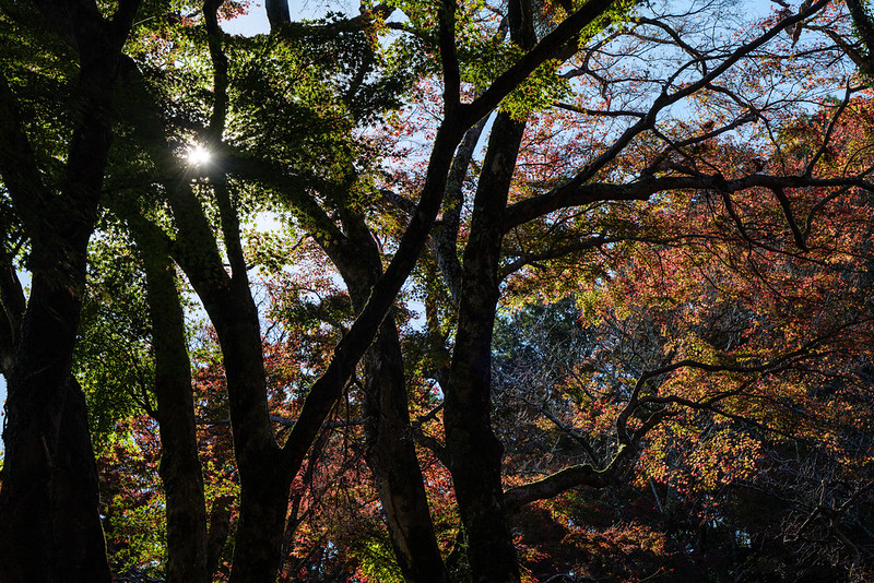 Late Autumn at Mt.KASAGI