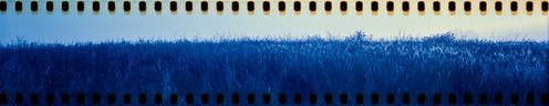 gulgong nsw newsouthwales australia landscape field farm sunrise mist fog atmosphere panorama filmsprockets film analog analogue colourfilm 135film 135 35mm 35mmfilm kodak vision3 chromacamera carbonadventurer largeformatcamera nikkor nikkorw13556
