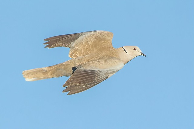 Collared Dove ( streptopelia decaocto ) - flying past !!
