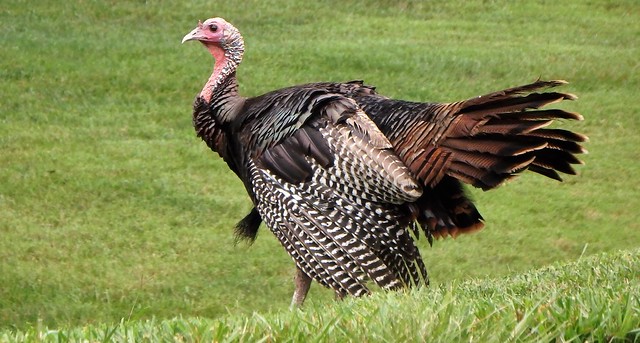 Happy Thanksgiving - Wild Turkey - Missouri