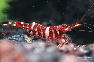 Red Tiger Shrimp (Caridina tigri) - caridina-tigri-female-20201120_210654