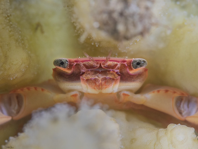 Red-dotted Guard Crab - Trapezia cymodoce