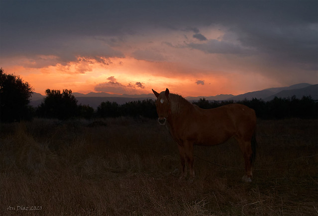 El caballo al amanecer