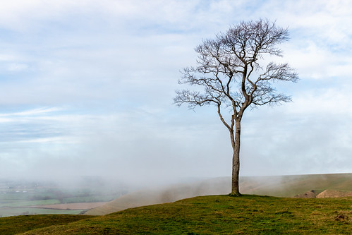 tree solitary landscape mist wiltshire roundway down hill fort siteofbattle