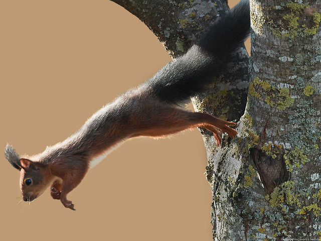 Écureuil roux (Sciurus vulgaris) Eurasian red squirrel