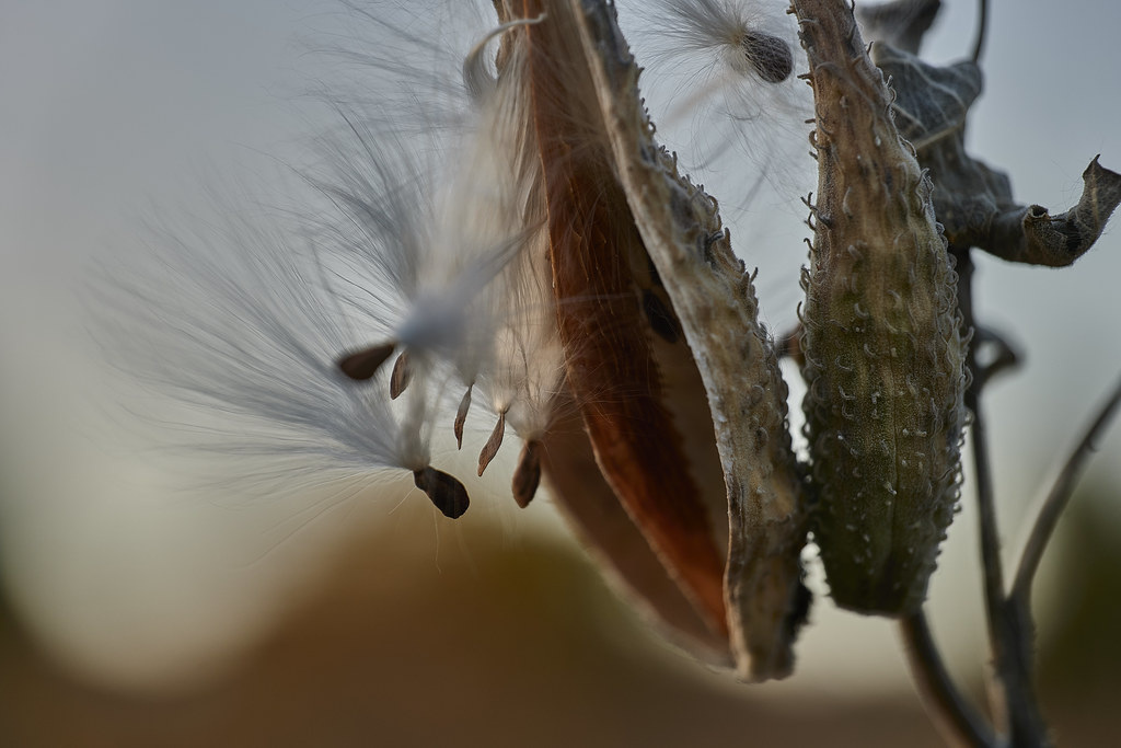 milkweed, at dusk, blowing in the wind, 10-10-20