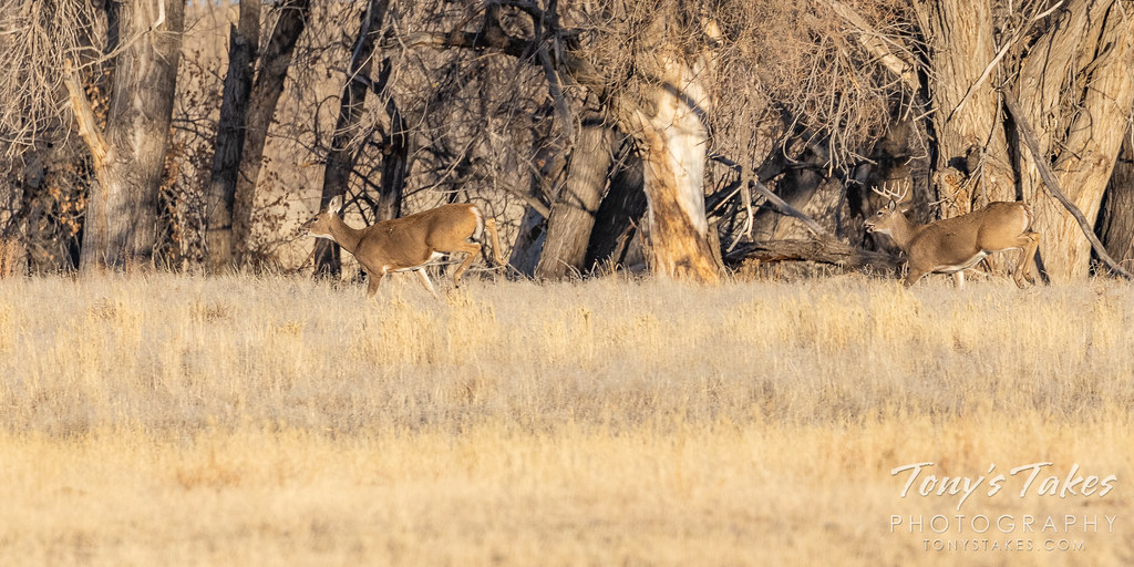 A white-tailed deer buck chases after a doe. (© Tony's Takes)