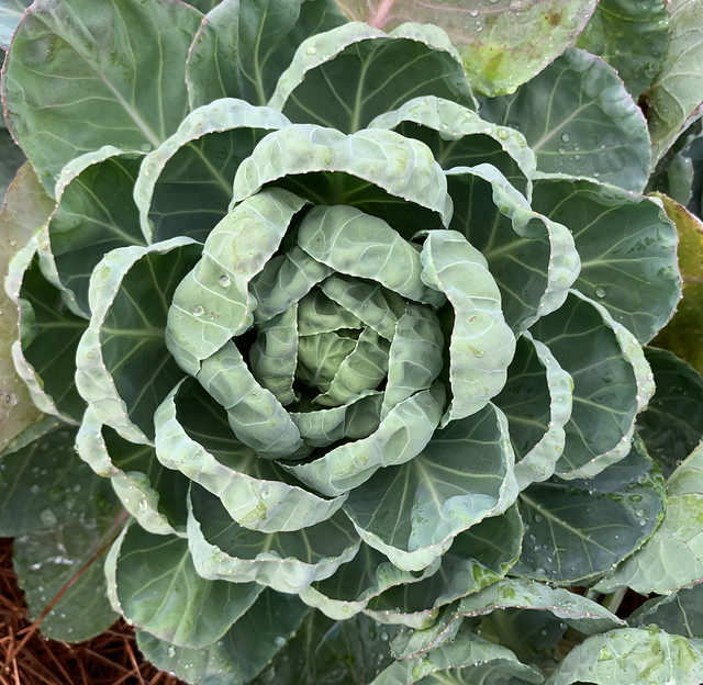 A kind of cabbage?