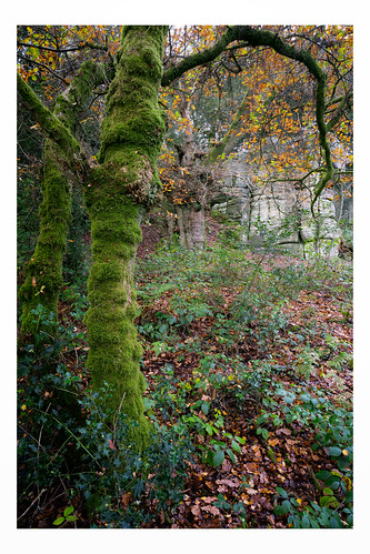 eridgerocks eastsussex rocks trees autumn greens landscape woodland forest woods