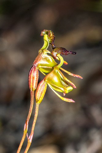 orchidaceae megalongvalley smallduckorchid caleanaminor spring