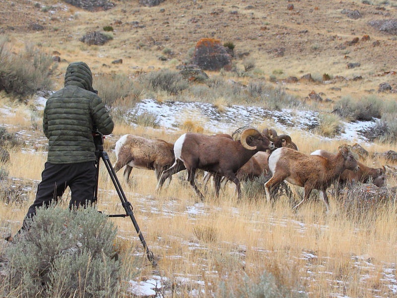 IMG_6430 Photographing Bighorn Sheep