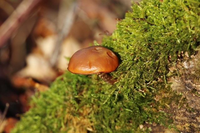 little Mushroom