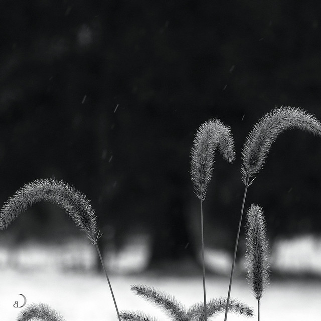 Tall grass standing in the snow and rain