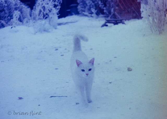 White cat on snow