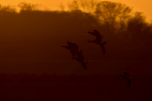 birds lincolnshire lincolnshirewldlifetrust sunsets