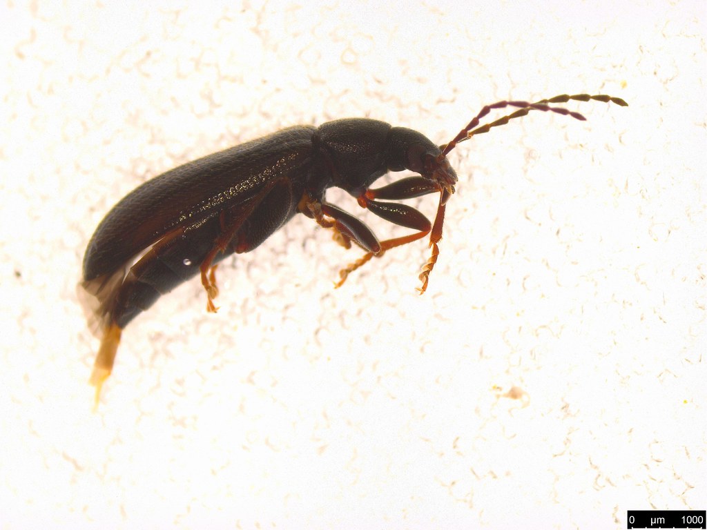 6b - Alleculinae sp.