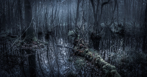 landscape swamp atmospheric trees mist fog cheshire brereton marsh
