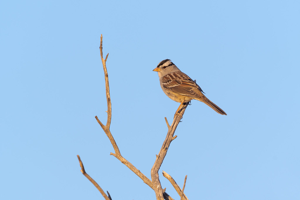 A white-crowned sparrow perches on a tree in the late afternoon light on the Vaquero Trail in McDowell Sonoran Preserve in Scottsdale, Arizona on November 26, 2020. Original: _RAC8835.arw