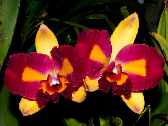 Cattlianthe Tropical Aurora peloric hybrid orchid