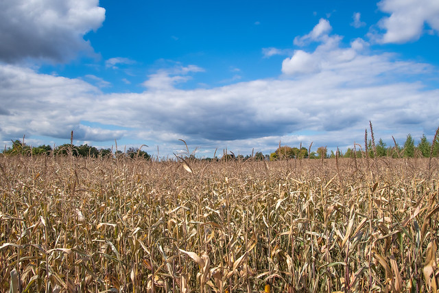 Landscape of a Corn Field