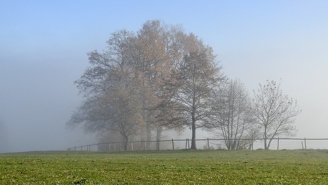 tree above the fog Switzerland