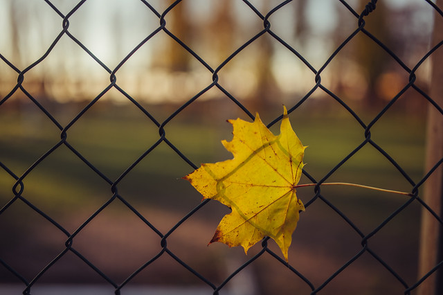 Close-up of a dry autumn leaf stuck in a metal fence