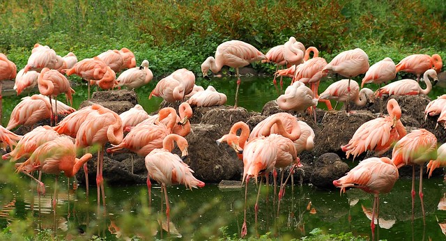 Flamingos im Tierpark Berlin