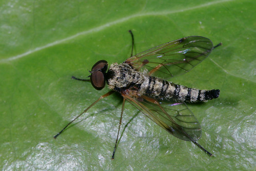 insect diptera rhagionidae chrysopilus chrysopilusfasciatus snipefly northcarolina piedmont pennysbend inaturalist canonef100mmf28macrousm