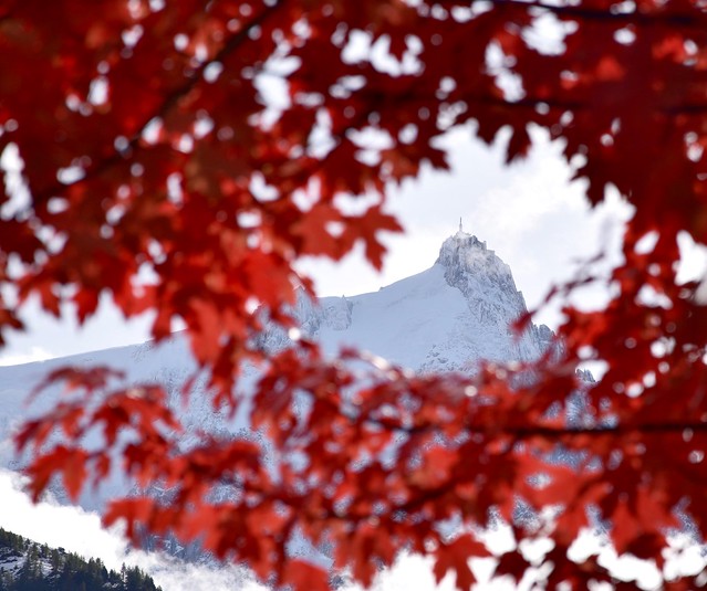 Feuilles Rouges - Red Leaves