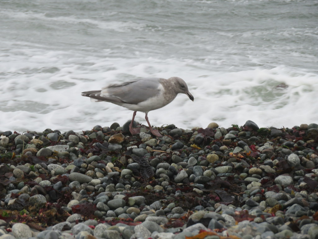 Windy at the beach yesterday just a Sea Gull and me.