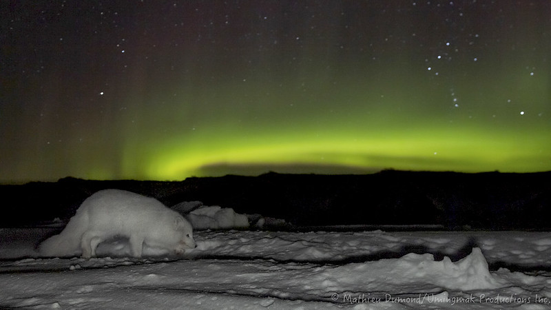 M_Dumond_Arctic_Fox_under_the_Lights-6734