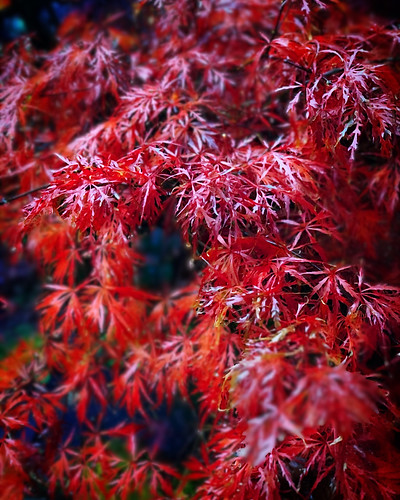 landscapeplant tree orange red japanesemaple