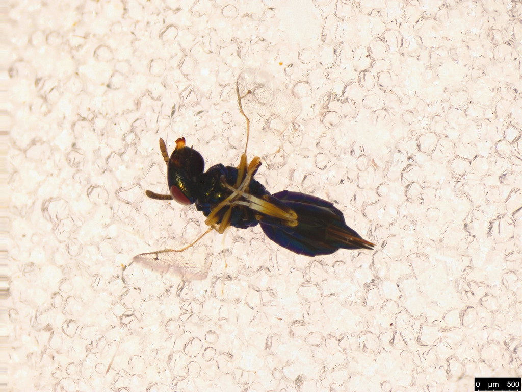14b - Pteromalidae sp.