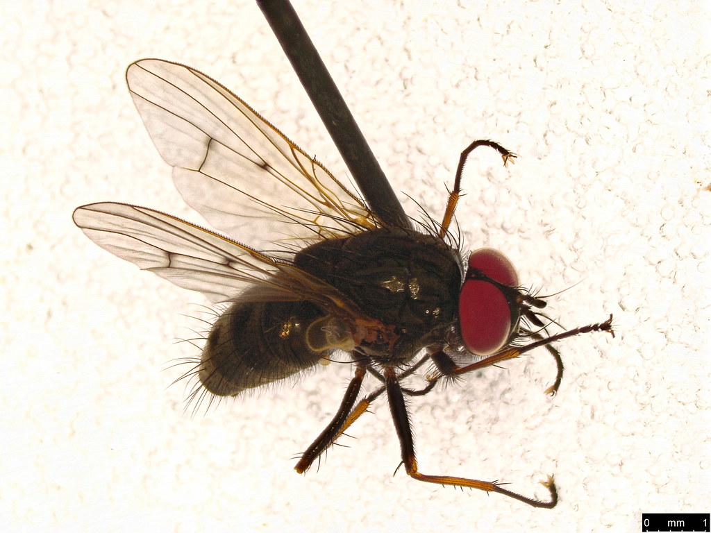 23 - Muscidae sp.