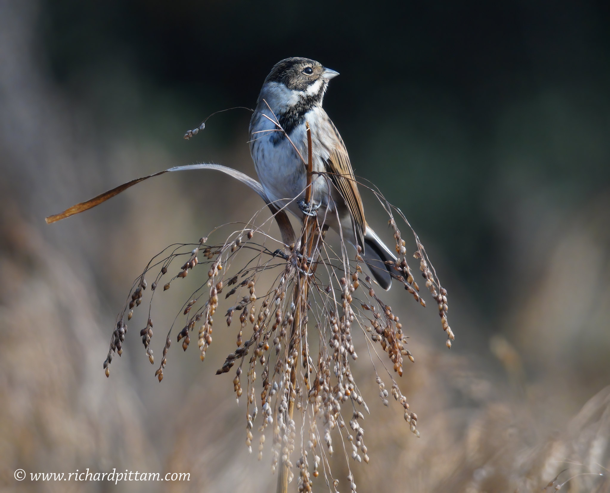 Reed Bunting - in a type of wild Millet crop