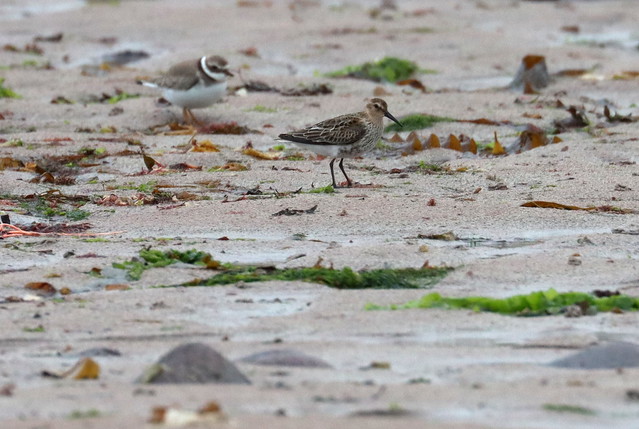 Dunlin and a Ringed Plover on Culkein Beach