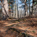 Trails at White Pines State Park There sure are a lot of pine needles here.  Wonder how this park got its name?