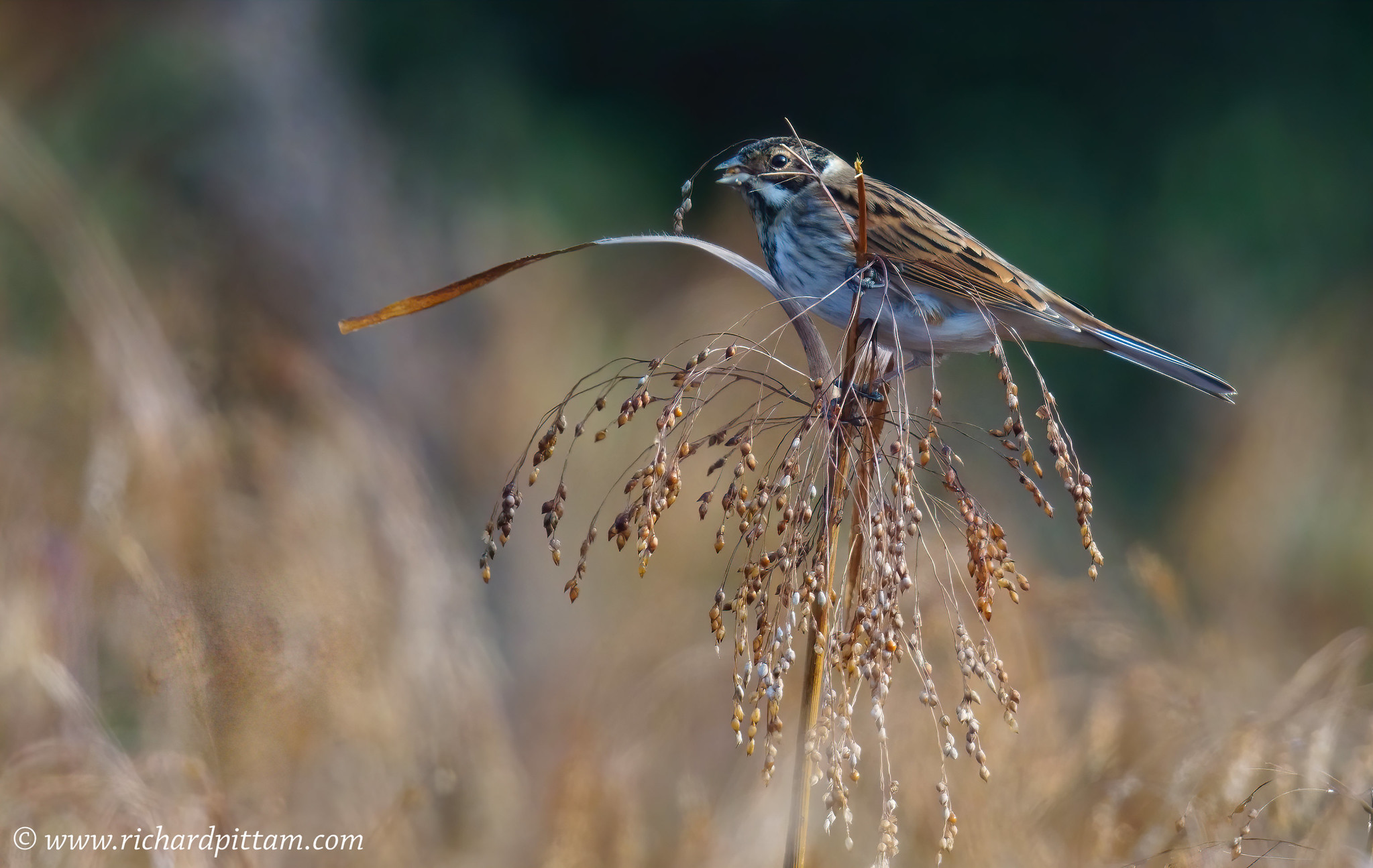 Reed Bunting - in a type of wild Millet crop