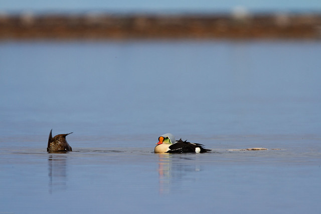 Male and female King Eider Ducks