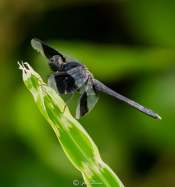 Black Striped Wings - Dragonfly
