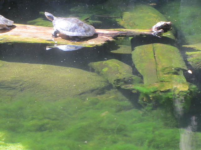 Turtle on a log, Milarri  Garden  Pool,  Bunjilaki Aboriginal Cultural Centre,  Melbourne Museum, Carlton Gardens, Melbourne