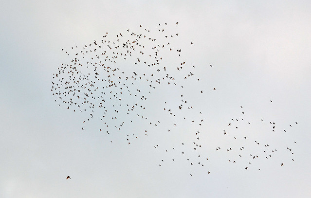 Murmuration of Starlings chased by a hawk